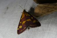 Pyrausta purpuralis