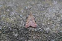 Synaphe punctalis