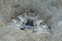Catocala fraxini