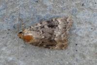 Amphipyra pyramidea