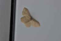 Idaea straminata