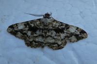Peribatodes umbraria umbraria