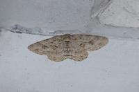 Ectropis crepuscularia