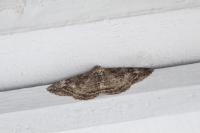 Alcis repandata