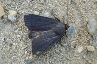 Amphipyra livida