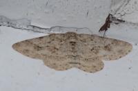 Ectropis crepuscularia