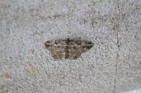 Peribatodes rhomboidaria rhomboidaria