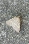 Perigune narbonea