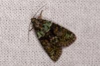 Cryphia algae
