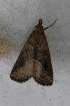 Schrankia costaestrigalis