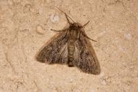 Apamea monoglypha monoglypha