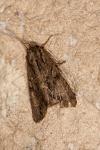 Apamea monoglypha monoglypha
