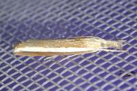 Agriphila latistria