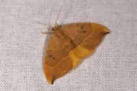 Watsonalla binaria