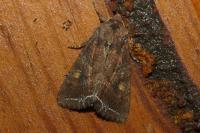Lacanobia oleracea