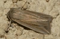 Mythimna riparia