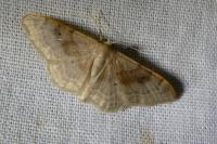 Idaea degeneraria
