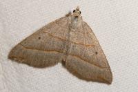 Scotopteryx luridata/mucronata