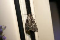 Acronicta rumicis