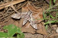 Agrius convolvuli