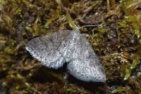 Aleucis distinctata
