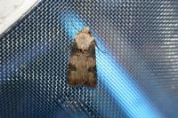 Agrotis puta