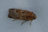 Agrotis trux