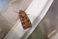 Agrotis trux