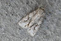 Meganephria bimaculosa