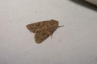 Anarta trifolii