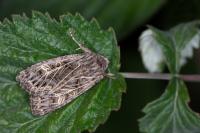 Tholera decimalis