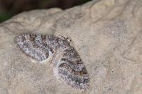 Nothocasis sertata