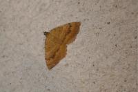 Camptogramma bilineata