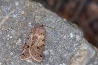 Anchoscelis litura
