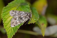 Polymixis polymita