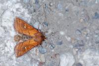 Mythimna conigera