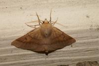 Crocallis dardoinaria