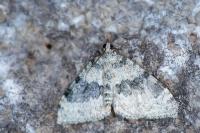 Entephria cyanata cyanata