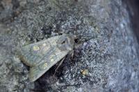 Euxoa decora simulatrix