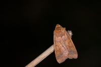 Anchoscelis pistacinoides