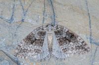 Epirrita autumnata