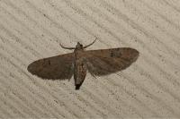 Eupithecia innotata
