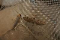 Eupithecia innotata