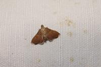 Endotricha flammealis