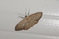 Idaea seriata