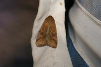 Helicoverpa armigera