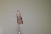 Lamoria anella