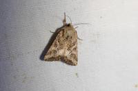 Luperina dumerilii
