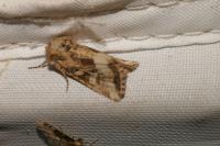 Luperina dumerilii