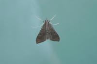 Mecyna asinalis